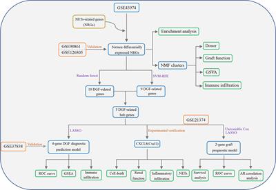 Identification of renal ischemia reperfusion injury subtypes and predictive strategies for delayed graft function and graft survival based on neutrophil extracellular trap-related genes